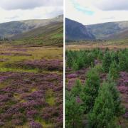 Pictures show current restoration at the SSSI/SPA on Alladale wilderness estate, as well as a view of the SSSI/SPA before restoration