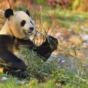 Yang Guang (pictured) will be on his way back to China with Tian Tian soon