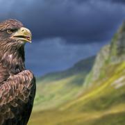 Golden Eagles are native to Scotland but a rare sight