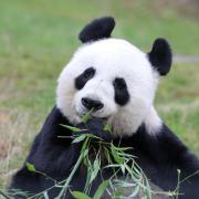Tian Tian (pictured) and Yang Guang arrived at Edinburgh Zoo in 2011 but will return to China next month