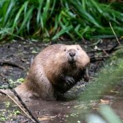 Beavers will be released into a fifth Scottish area after a licence approval from NatureScot