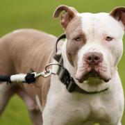 Some dog lovers are scrambling to rescue XL bullies in shelters in England and Wales