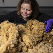 The fleece has been donated to the national collections by Dr William A Ritchie, an embryologist on the team that created Dolly - who was named after singer Dolly Parton.