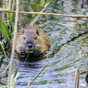 Beavers were driven to extinction as they were hunted for their fur and meat