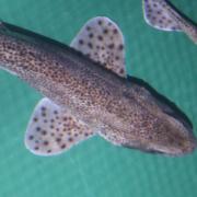 Deep Sea World has rehomed eight lesser spotted catsharks