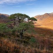 Scotland has lost much of its Caledonian pine forest - but it doesn't have to stay lost