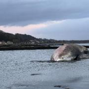 The body of the whale will be left in its current location to decompose naturally