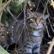 The European wildcat is a critically endangered species