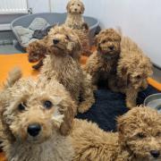Dozens of puppies were rescued from the back of a lorry earlier this month