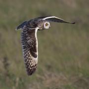 A short-eared owl takes a flight on Langholm Moor