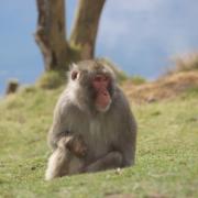 The monkey has now moved to Edinburgh Zoo following his escape last year