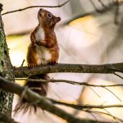 Around 80% of the UK's red squirrel population is found in Scotland