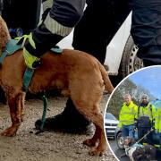 Scottish Water's new leak detection dogs have found 12 burst mains so far