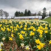 The daffodils in bloom at Brodie Castle in Moray
