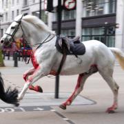 Images showed a horse running through central London 'covered in blood'