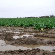 The Scottish Government has been urged to introduce legislation to protect soil