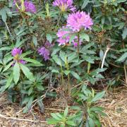 Rhododendron is a non-native invasive species that has taken root across swathes of Scotland