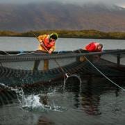 Salmon Scotland state the red tape is costing the fish farmers an estimated £3 million every year since Brexit