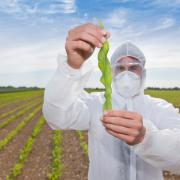 A new Westminster law on genetically modified foods has set in motion big changes