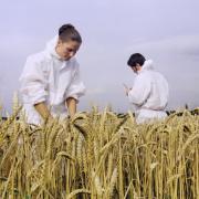 Gene editing is the latest trick humans are playing to enhance our use of arable land