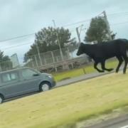 The animal was seen running between carriageways on the A79 next to Prestwick Airport.