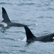 The well-known whales belong to Scotland's only known resident pod of Orcas and are named John Coe and Aquarius