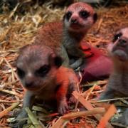 Blair Drummond Safari and Adventure Park have announced the 'joyful' arrival of three meerkat pups to parents Cardi B and Biggie