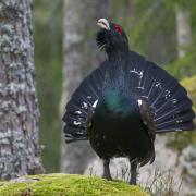 There are concerns that plans for a phone mast in the Cairngorms National Park could harm Scotland's fragile capercaillie population