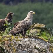 White-tailed sea eagles on the Isle of Mull