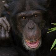 Qafzeh required surgery after the fight which left another chimpanzee fatally injured