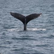 Two humpback whales were spotted by passengers on-board a wildlife watching cruise