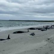 The stranded whales were spotted on Thursday on Sanday, Orkney (British Divers Marine Life Rescue/PA Wire).