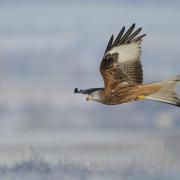 Two red kites have been found either poisoned or shot on the estate in the past five years