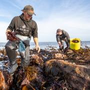 Seaweed Enterprises Limited has launched its new brand, House of Seaweed, as it aims to raise funds to establish the business as the largest multi-species seaweed processing hub in the UK