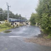 Trains in Scotland were disrupted due to a herd of cows on the line