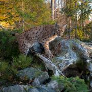 An exhibition on reintroducing lynx is touring southern Scotland