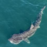 Basking sharks can be seen off Scotland's west coast between May to October as they breed