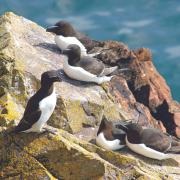 UK and Irish seabird populations are in decline