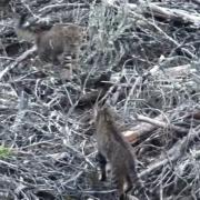 A wildcat was captured hunting with a kitten in new footage