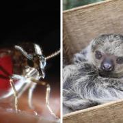 Sloth Fever spreads by midge bite