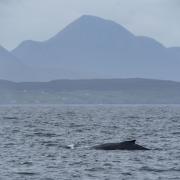 Numerous whale sightings were recorded during this summer's In Search of Giants cruise