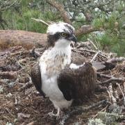 LM12 was found dead on the Loch of the Lowes nature reserve in May