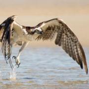 Ospreys are a protected species in Scotland and it is illegal to kill one