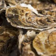 Around 30,000 oysters have been released into the estuary since September last year