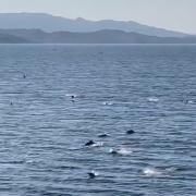 The short video shows dozens of dolphins leaping out from the ocean