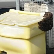 The bee swarm at Edinburgh Airport car park (Edinburgh Airport/PA Wire)