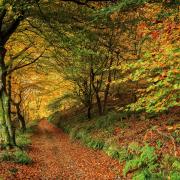 Scotland is home to dozens of great places to see the autumn leaves fall