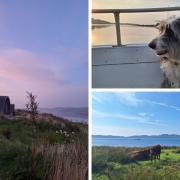 Clockwise from left: The view from Torsa suite, our ferry dog friend, and Luing cattle enjoy the sun