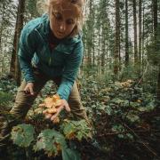 Chanterelle mushrooms being harvested