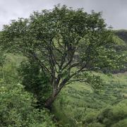 The secrets of the tree's genetic code are being unlocked to bring a greater understanding of biodiversity across the UK and Ireland